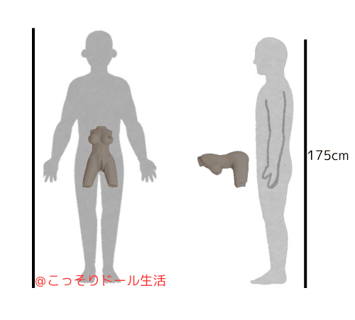 Tsukika（ツキカ）6kg シリコンドール半身タイプ サイズ比較
